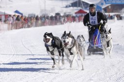Lenk 2013